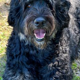 Assorted Doodle Crosses, Aussiedoodles, and Bernedoodles from WestPenn Doodles LLC