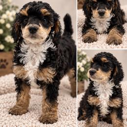Meteor - Phantom female Poodle puppy in Grass Valley, California from Sapphire Ridge Poodles
