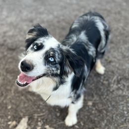 Cricket - Australian Shepherd