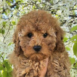 Finnegan - Red male Cavapoo puppy in Erda, Utah from Country Lane Doodles