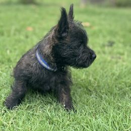 Burro - Black brindle male Cairn Terrier puppy in Lipan, Texas from Flyin G Cairns