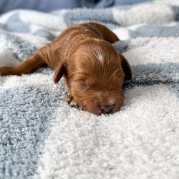 Clean Sheets - Red  male Goldendoodle puppy in Russell Springs, Kentucky from Milk & Honey Doodles