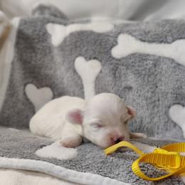 Beau - White male Coton de Tulear puppy in Westfield, North Carolina from Legacy Pets