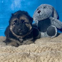 Sparrow - Black and tan female Shiloh Shepherd puppy in Griffin, Georgia from Orchard Hills Shilohs