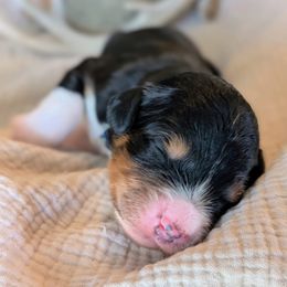 Blue and yellow boy - Tri-color male Bernedoodle puppy in Beaumont, Texas from Joy's Dood Ranch