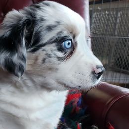 Girl 2 - Blue merle Australian Shepherd puppy in Plymouth, Maine from Aussiewaymini