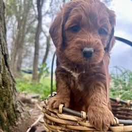 Gold Boy - Red  male Goldendoodle puppy in Denison, Iowa from Violet View Iowa Goldendoodles