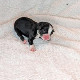 Hyacinth - Black tri female Toy Australian Shepherd puppy in Lakeland, Florida from Under the Oak Aussies