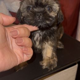 Mr. Licks - Brindle male Shih Tzu puppy in Madera Acres, California from California Shih Tzu’s