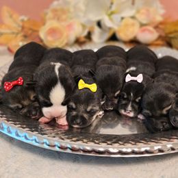 Companion Cross puppies from Cutest Corgi's of Austin