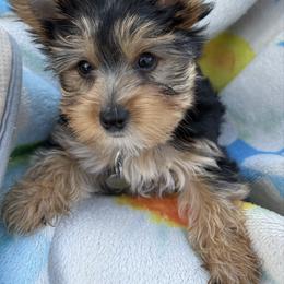 Dolly - Black and gold female Yorkshire Terrier puppy in Phoenix, Arizona from Coursey’s Yorkies