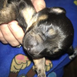 Girl 2 - Black and tan Companion Cross puppy in Texas from Fulton Family Puppies