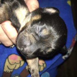 Girl 2 - Black and tan Companion Cross puppy in Texas from Fulton Family Puppies