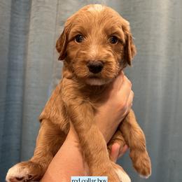 Red collar boy - Apricot male Goldendoodle puppy in Fairfield, California from Twin Sisters Doodles