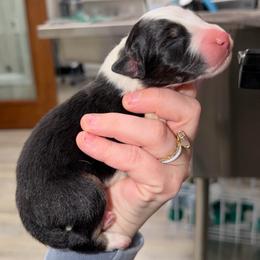 Fern - Black tri-color female Australian Shepherd puppy in Anniston, Alabama from All Hale Aussies