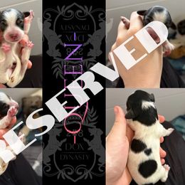 Queen - Black and tan female Dachshund puppy in Nampa, Idaho from 208 Dox Dynasty