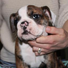 Boxers and Bulldogs from Pattys Boxers and Bulldogs