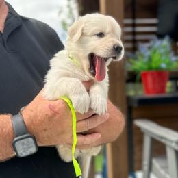 Ms. Yellow - Light golden female Golden Retriever puppy in Crestview, Florida from Pushin’ Sand Goldens