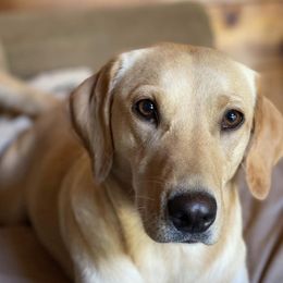 Labrador Retriever All Grown Up from Rachel Thornton's Labrador Retrievers