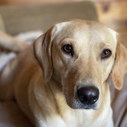 Labrador Retriever All Grown Up from Rachel Thornton's Labrador Retrievers