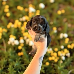 Sleepy - Piebald male Dachshund puppy in Westport, Kentucky from Lonestar Creek Farm
