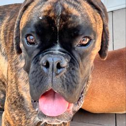 Boxers from Benny’s Boxers