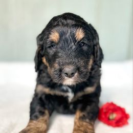 Jingle - Phantom female Bernedoodle puppy in Osage City, Kansas from Golden Ridge Goldens
