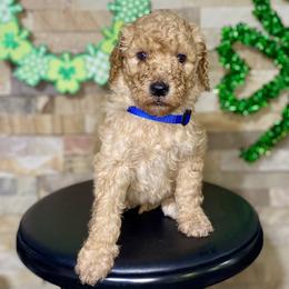 Boy 4 - Apricot male Goldendoodle puppy in Apple Valley, California from Daisy’s  Doodles11