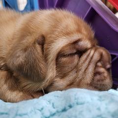 Dogue de Bordeaux and Whippet Puppies from Big and Little Wiggly Butts LLC