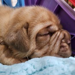Dogue de Bordeaux and Whippet Puppies from Big and Little Wiggly Butts LLC