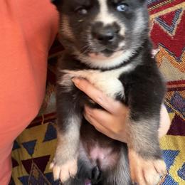 Siberian Husky Puppies from White Wolf LLC