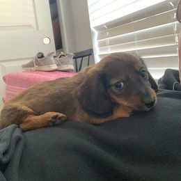 Boy 1 - Chocolate and tan Dachshund puppy in Phoenix, Arizona from Jennifer's Guardian Doxies
