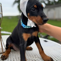 Florizel - Black and rust female Doberman Pinscher puppy in Aredale, Iowa from Royal Dynasty Dobermann Kennel