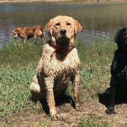 Labrador Retrievers from White Mountain Kennels