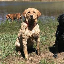 Labrador Retrievers from White Mountain Kennels