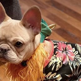 French Bulldogs from Claudinette's French Bulldogs