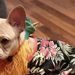 French Bulldogs from Claudinette's French Bulldogs