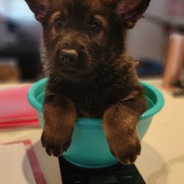 German Shepherds from Von Wildmann's Shepherds