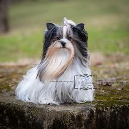 Summer - Biewer Terrier