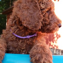 Assorted Doodle Crosses and Poodle Puppies from Center Hill Poodles and Doodles