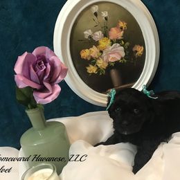 Havanese Puppies from Homeward Havanese, LLC