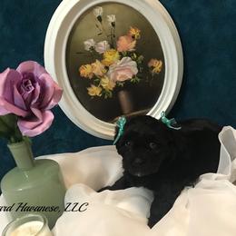 Havanese Puppies from Homeward Havanese, LLC