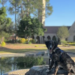 Australian Shepherds from Melody Ranch Aussies