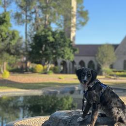 Australian Shepherds from Melody Ranch Aussies