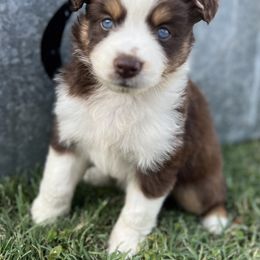 Millie - Red tri female Miniature Australian Shepherd puppy in Brookshire, Texas from P's Aussies