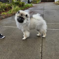 Keeshond puppies from Trillium Keeshonden