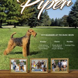 Airedale Terrier Puppies from Royal Aire Kennel