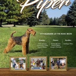 Airedale Terrier Puppies from Royal Aire Kennel
