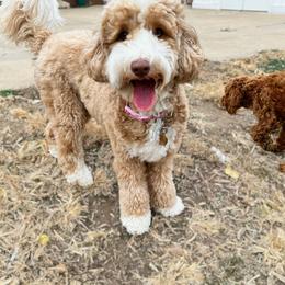 Nellie - Australian Labradoodle