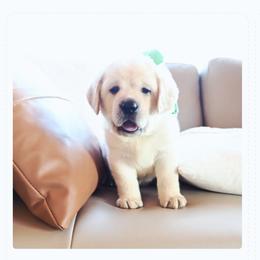 Labrador Retriever Puppies from ROCK CREEK LABRADORS